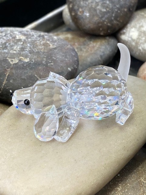 172296 Beagle Puppy Playing